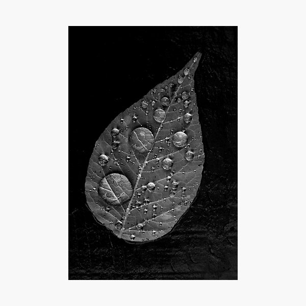 one leaf Photographic Print