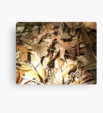 Brown on Brown Canvas Print