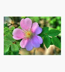 wild rose Photographic Print