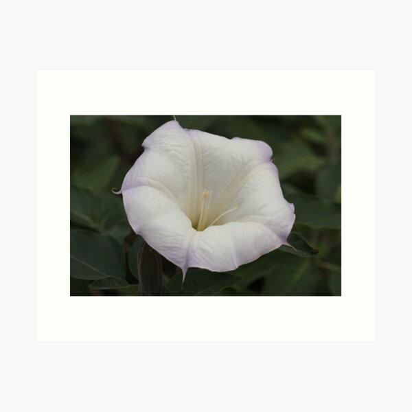 Aperçu de l'œuvre Moonflower créée et vendue par ElyseFradkin.