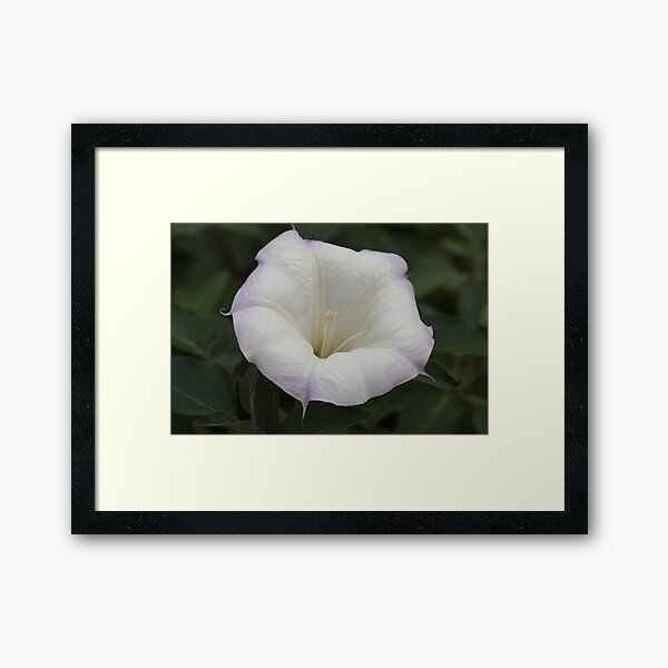 Aperçu de l'œuvre Moonflower créée et vendue par ElyseFradkin.