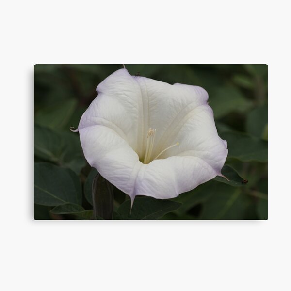 Aperçu de l'œuvre Moonflower créée et vendue par ElyseFradkin.