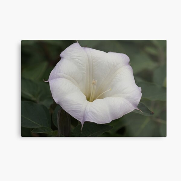 Aperçu de l'œuvre Moonflower créée et vendue par ElyseFradkin.