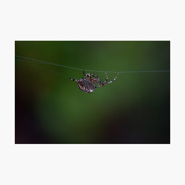 Spider in Retreat Photographic Print