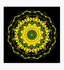 Yellow Blossoms Photographic Print