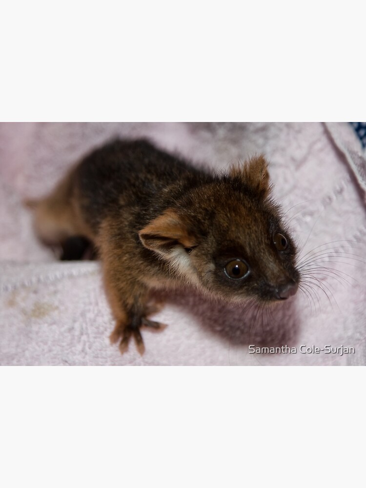 Common Ringtail Possum mit Babys Australien Grußkarte