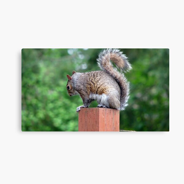 Playing Shy Canvas Print