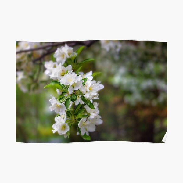 Spring Crabapple Blossoms Poster