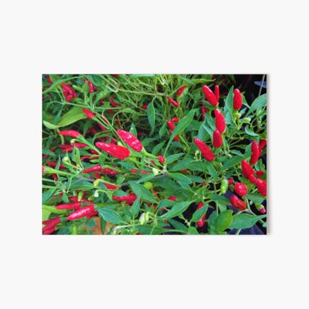 Item preview, plant your chillies designed and sold by CP-photography.