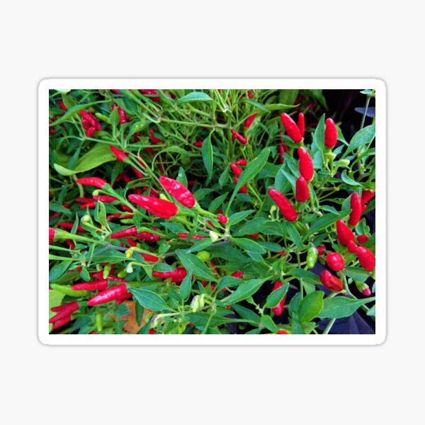 Item preview, plant your chillies designed and sold by CP-photography.