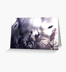lavender lavender Greeting Card