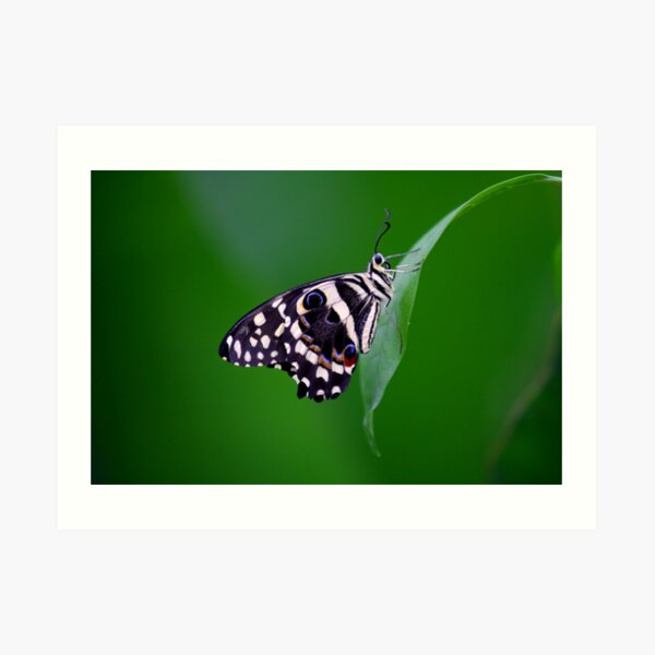 Poise Art Print