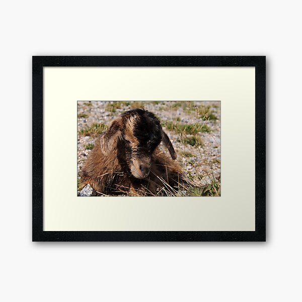 Item preview, New born goat kid designed and sold by AndrewJonesFoto.