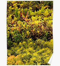 Freshness Poster