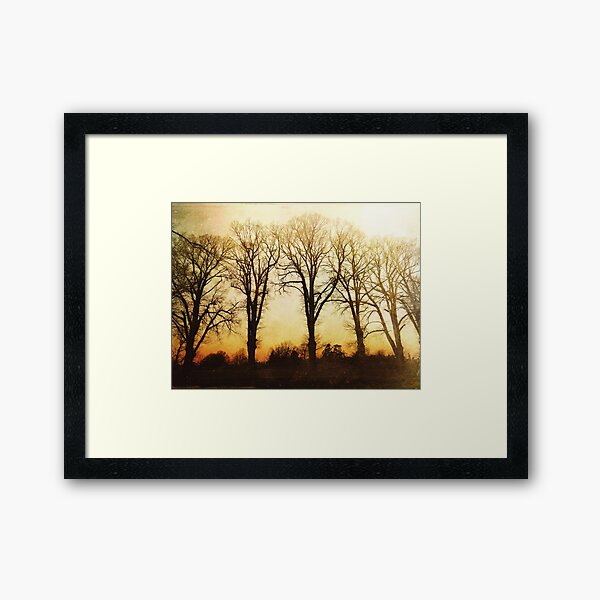 Elm Trees at Sunrise Framed Art Print