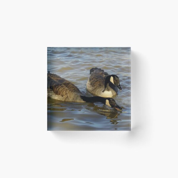 Item preview, Geese Feeding On bread designed and sold by WildestArt.