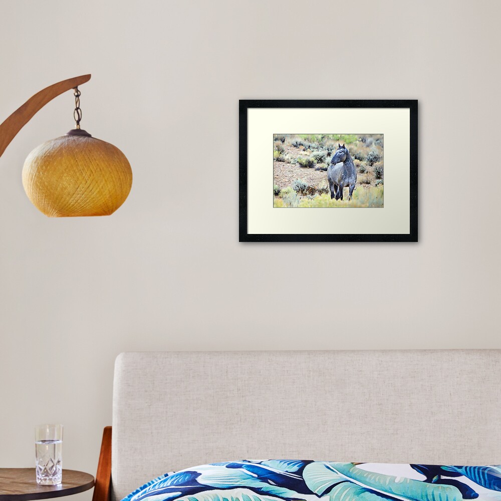 The Watchful Eye - Wild Blue Roan Stallion Framed Art Print