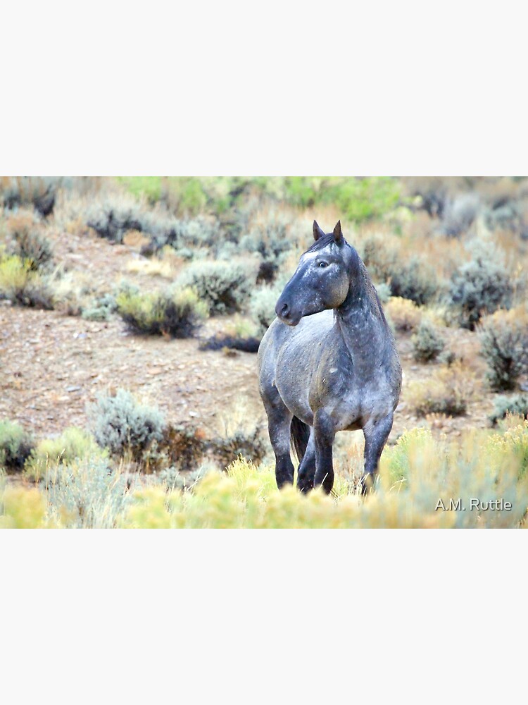 The Watchful Eye - Wild Blue Roan Stallion by annruttle