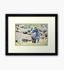 The Watchful Eye - Wild Blue Roan Stallion Framed Print