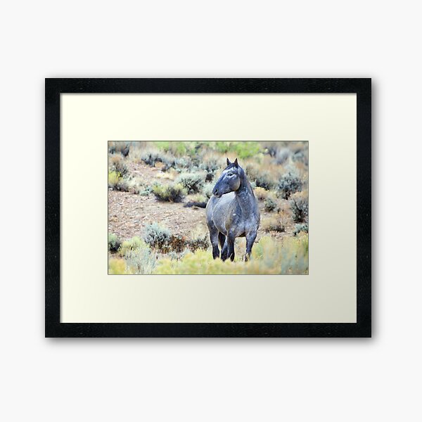 The Watchful Eye - Wild Blue Roan Stallion Framed Art Print