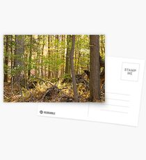 Golden Glade Postcards