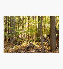 Golden Glade Photographic Print
