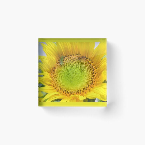 Item preview, Sunny Sunflower prints and cards designed and sold by ginnymac.