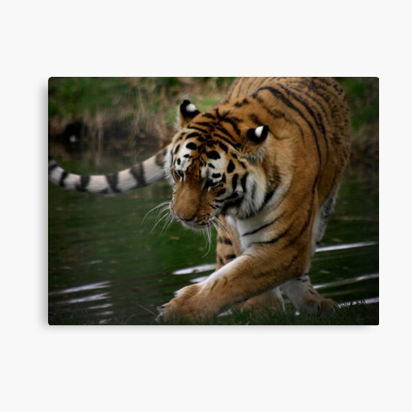 Tiger Tiger Canvas Print