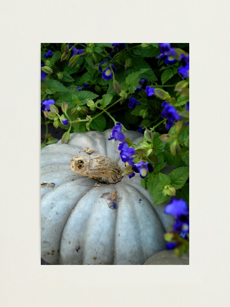 Alternate view of Pumpkin and Purple Flowers Photographic Print