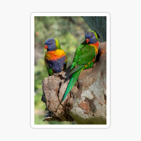 Item preview, Rainbow Lorikeet ,   (Trichoglossus haematodus) designed and sold by DPalmer.