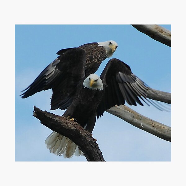 Item preview, Pair of Bald Eagles designed and sold by Eaglelady.