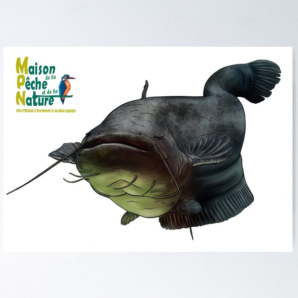Item preview, catfish designed and sold by Maison Peche Nature.