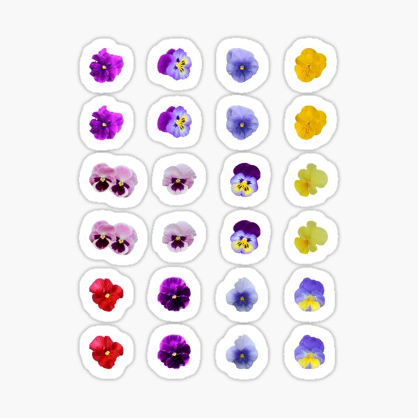 Pansy Mixture on Pink Sticker