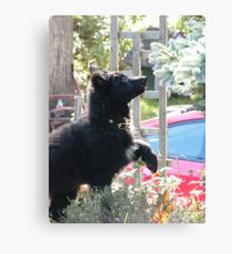 Curious Lieben! Canvas Print