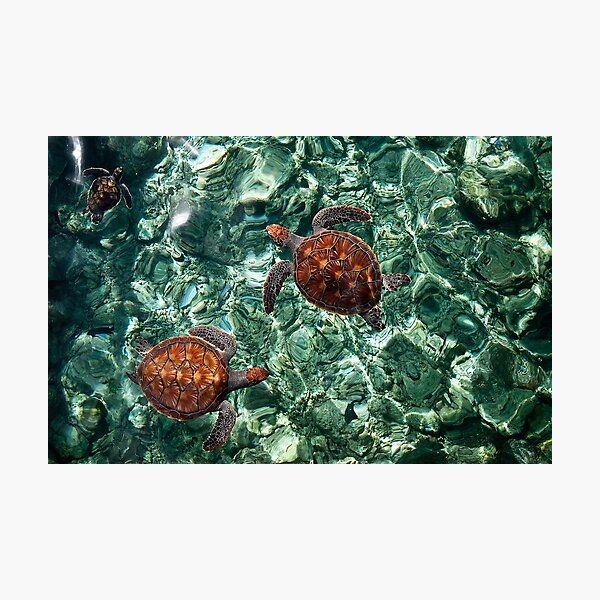 Fragile Underwater World. Sea Turtles in a Crystal Water. Maldives Photographic Print