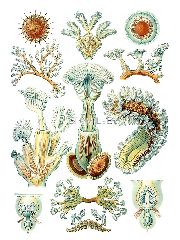 Discover Ernst Haeckel - Scientific Illustration - Bryozoa Premium Matte Vertical Poster