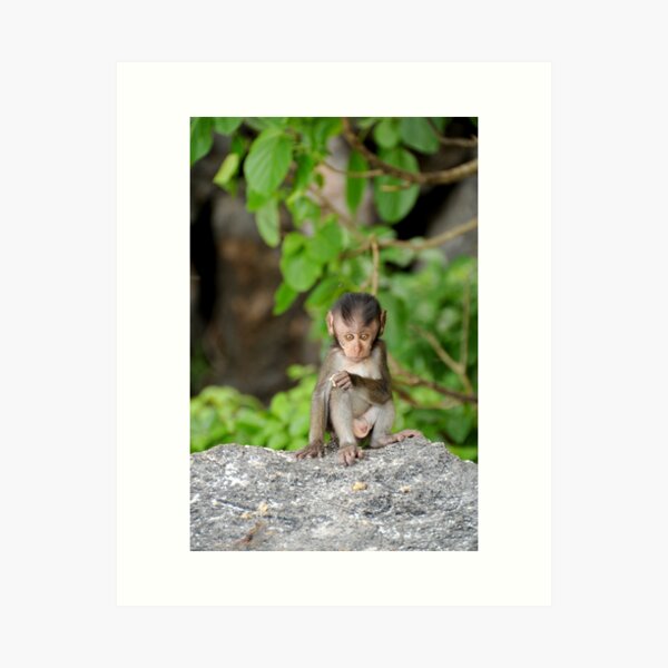 Baby Monkey Art Print