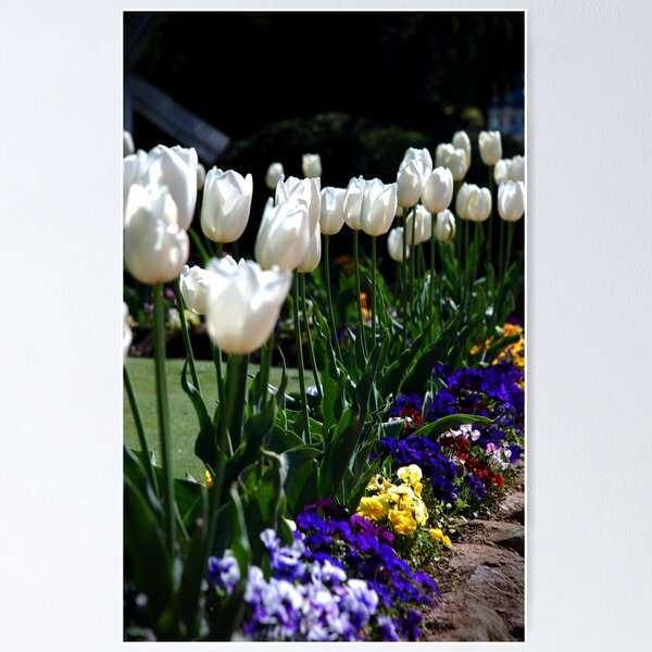 Artikelvorschau, White Tulips entworfen und verkauft von KatRB.