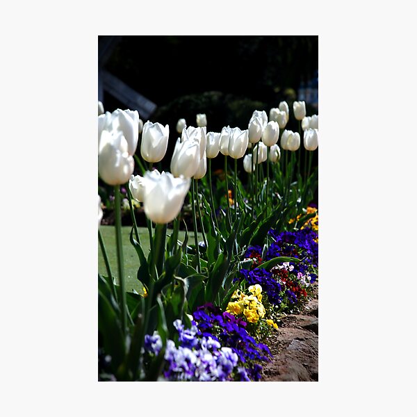 Item preview, White Tulips designed and sold by KatRB.