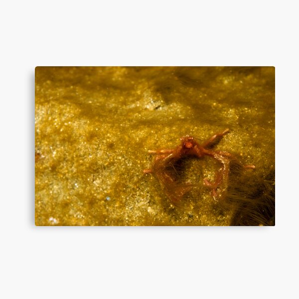Cheeky little monkey Canvas Print