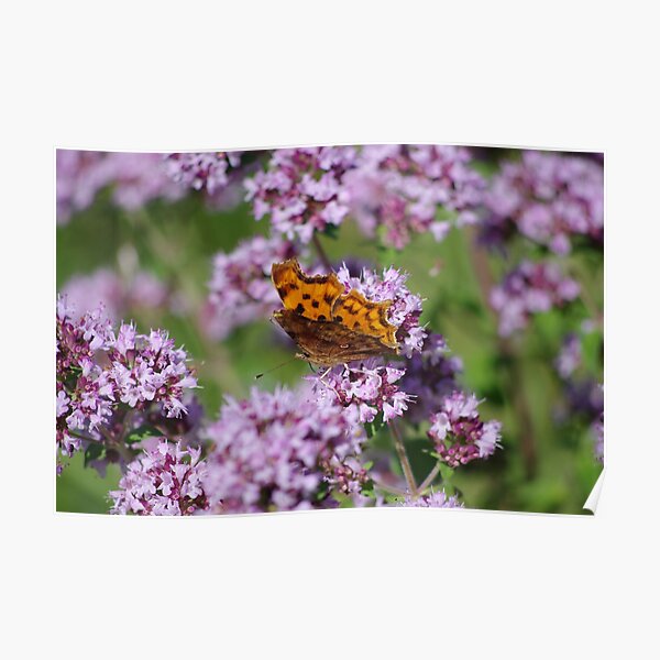 Comma Butterfly Poster