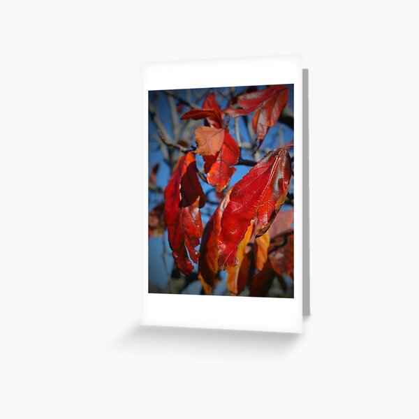 Crabapple Greeting Card