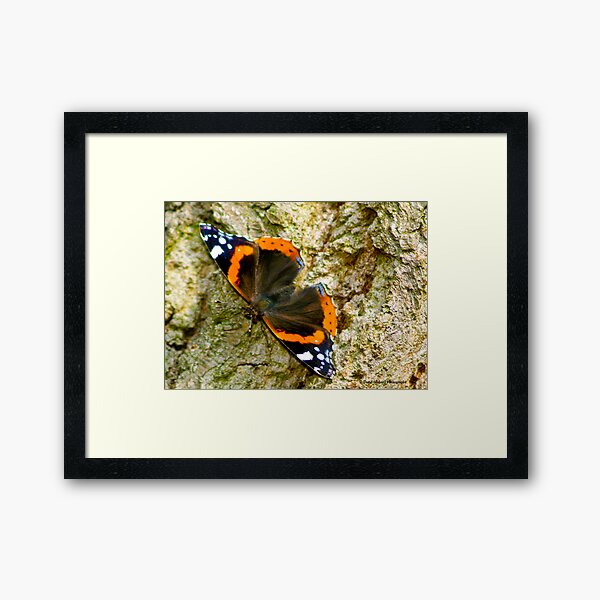 Red Admiral Framed Art Print