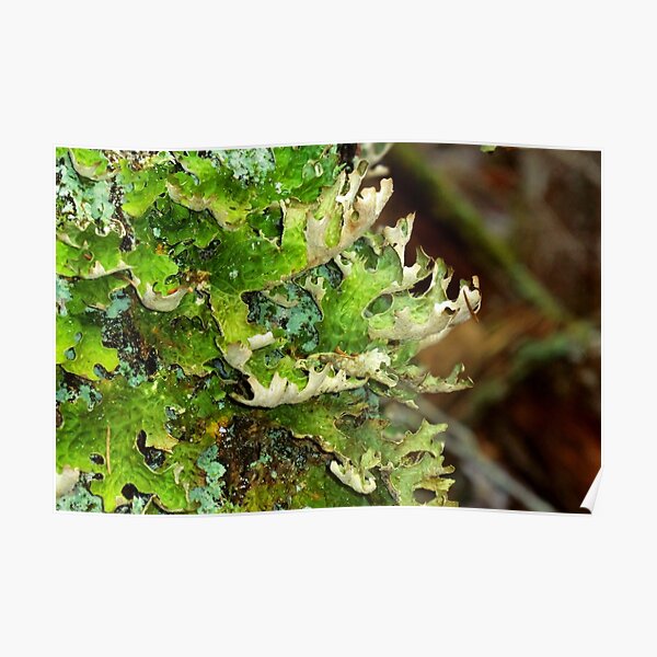 Lungwort (Lung) Lichen Poster