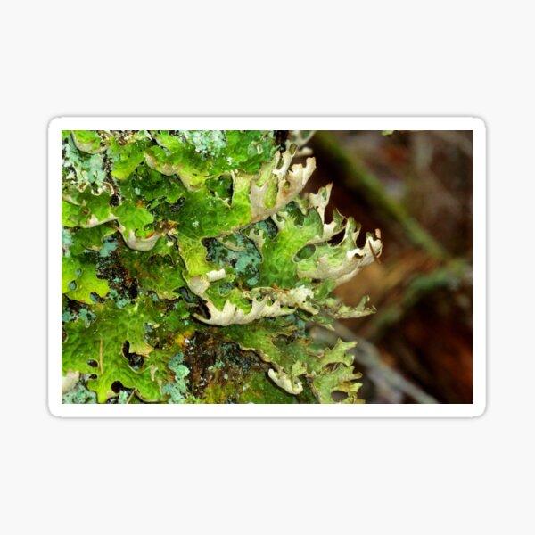 Item preview, Lungwort (Lung) Lichen designed and sold by Kathleen Daley.