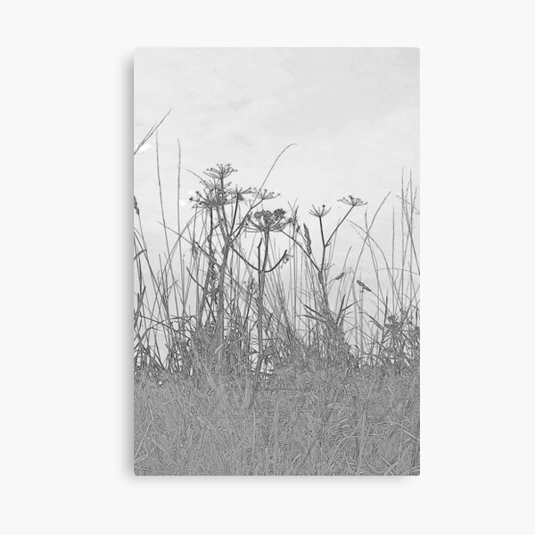 Monochrome grasses Canvas Print