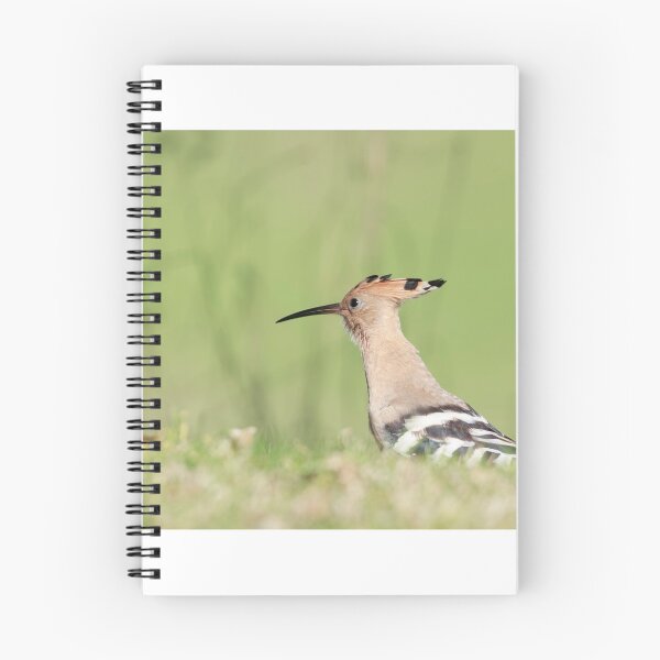 Item preview, Eurasian hoopoe designed and sold by chanonry.