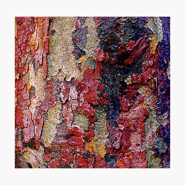 Aperçu de l'œuvre Every Tree tells a story#14 créée et vendue par Julie Marks.