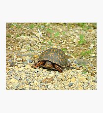 Turtle Photographic Print