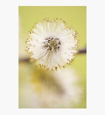 Pussy Willow Photographic Print